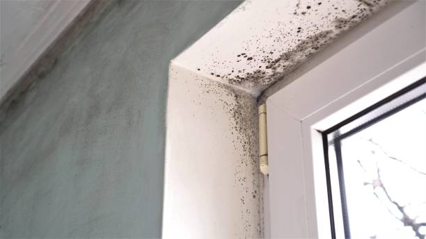 Best Emergency Mold Remediation in Citrus, CA