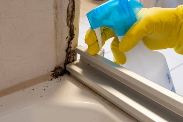 Best Crawl Space Mold Remediation in Citrus, CA