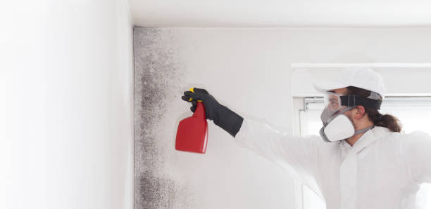 Reliable Citrus, CA Mold Remediation Solutions