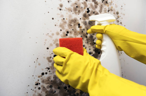 Best Bathroom Mold Remediation in Citrus, CA