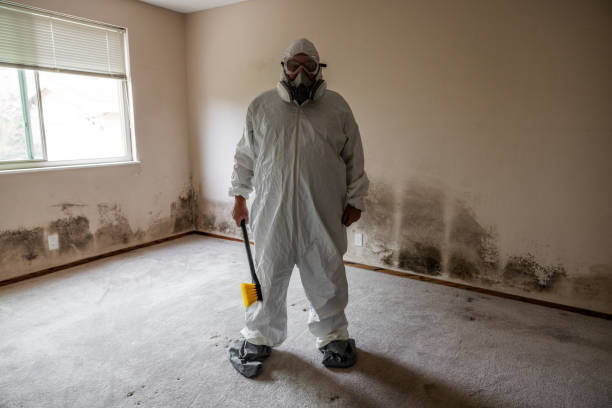 Best Basement Mold Remediation in Citrus, CA