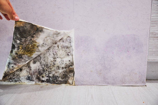 Best Residential Mold Remediation in Citrus, CA